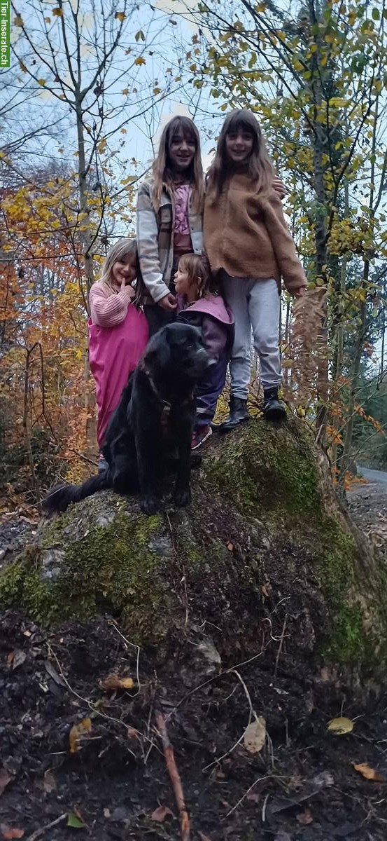 Bild 7: Labrador x Australian Shepherd Mischlingswelpen