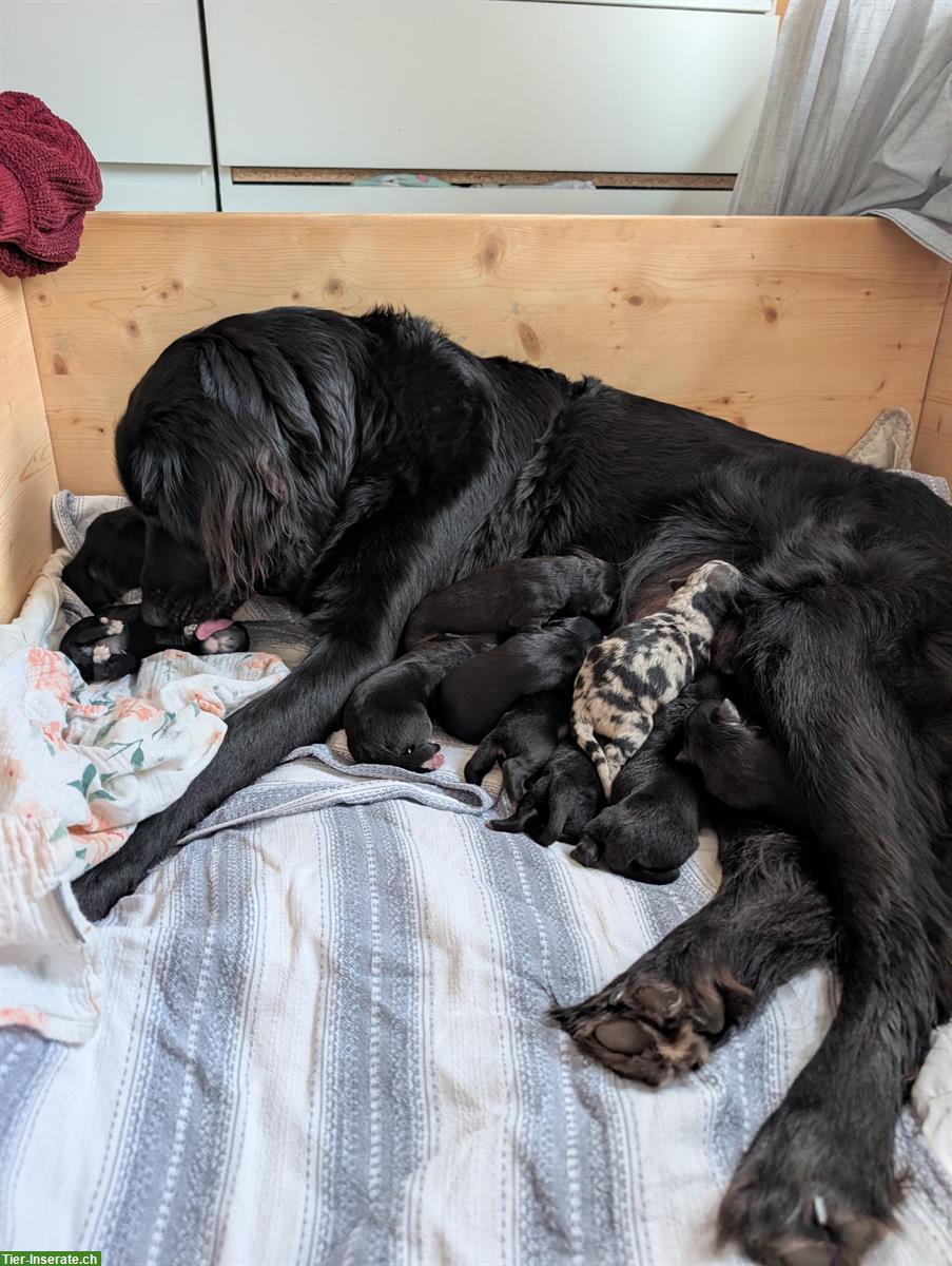 Bild 8: Labrador x Australian Shepherd Mischlingswelpen