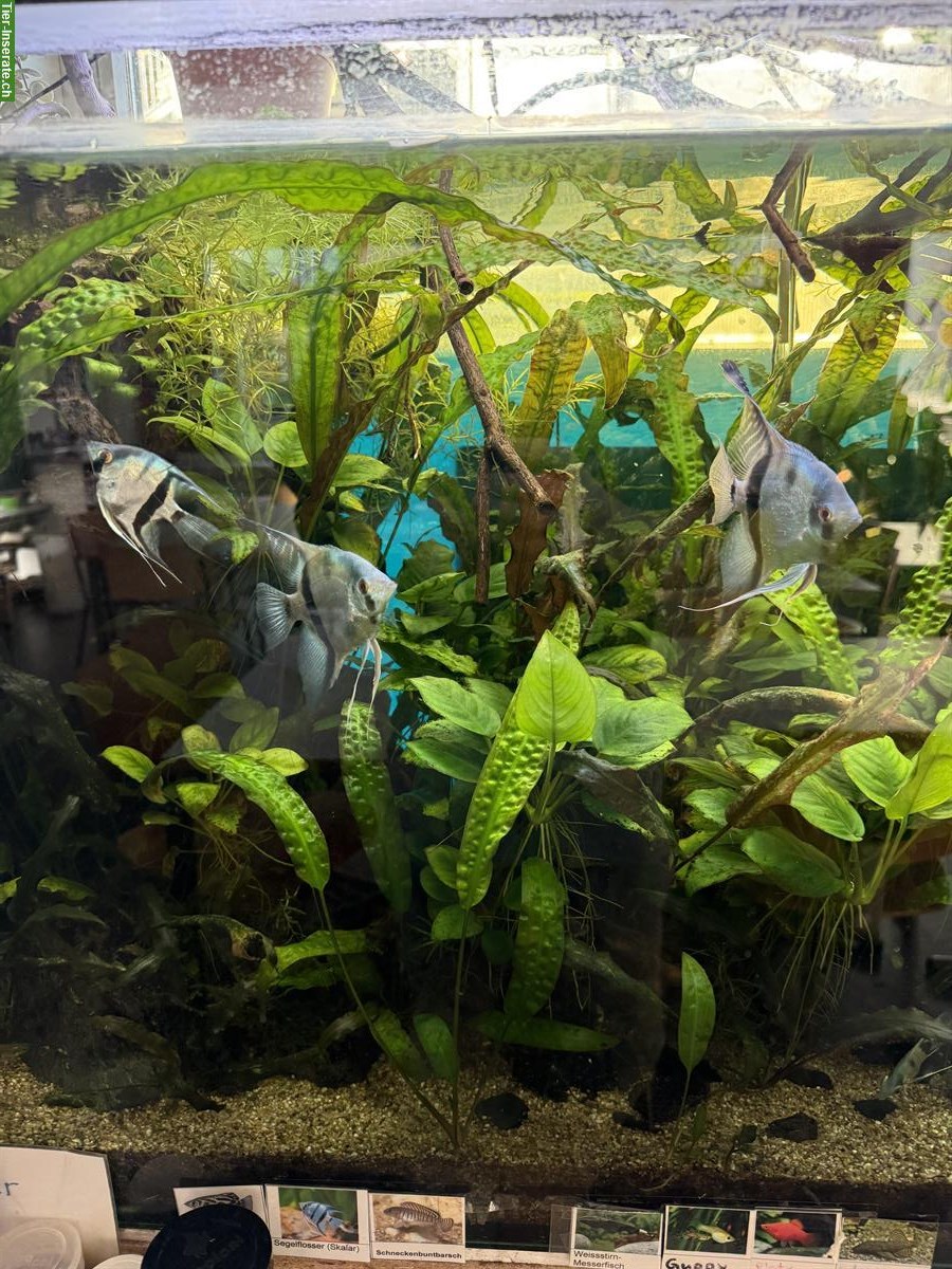 Bild 2: Skalare, Welse, Schützenfische, Messerfisch