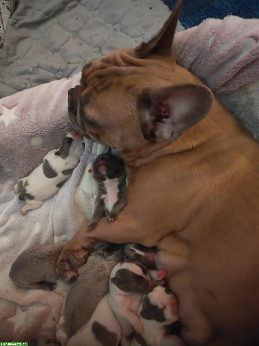 Französische Bulldoggen Welpen (Sportline), reinrassig