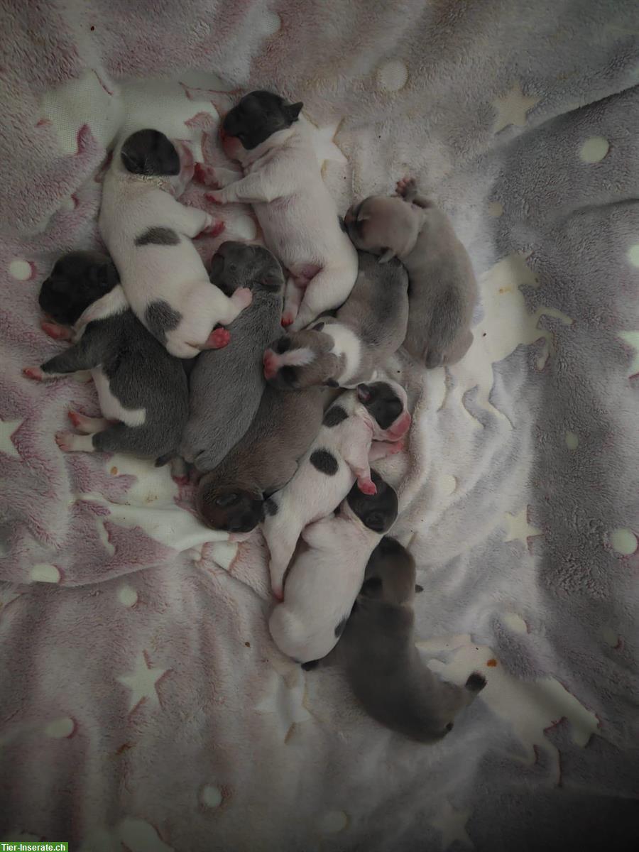 Bild 2: Französische Bulldoggen Welpen (Sportline), reinrassig