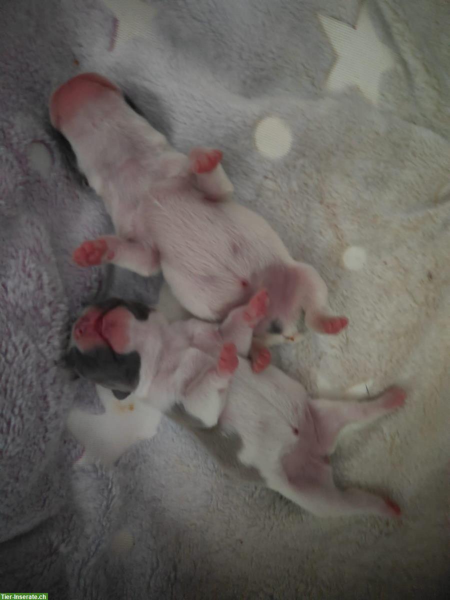 Bild 3: Französische Bulldoggen Welpen (Sportline), reinrassig