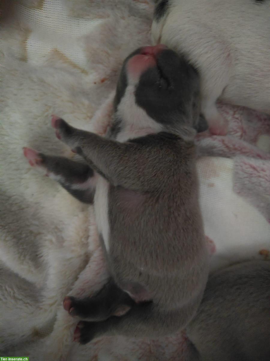 Bild 4: Französische Bulldoggen Welpen (Sportline), reinrassig