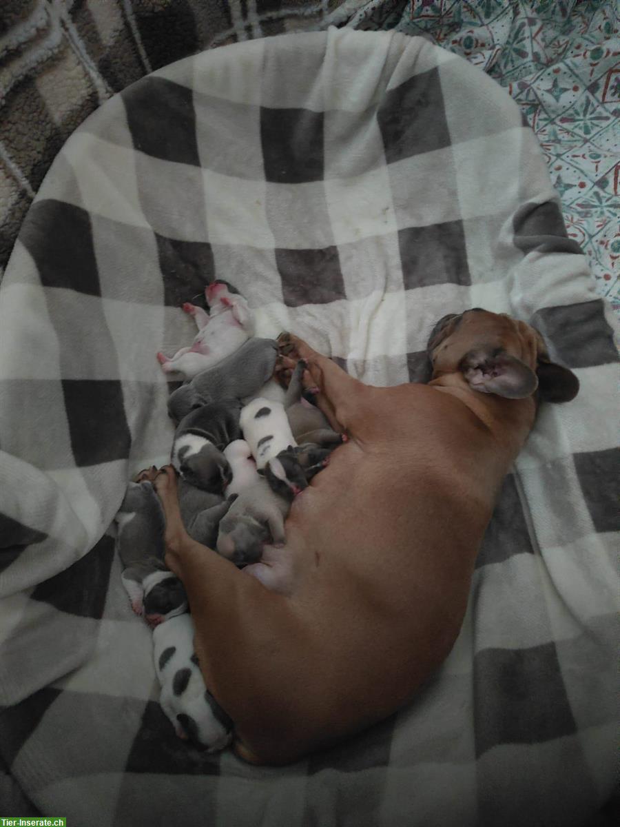 Bild 5: Französische Bulldoggen Welpen (Sportline), reinrassig