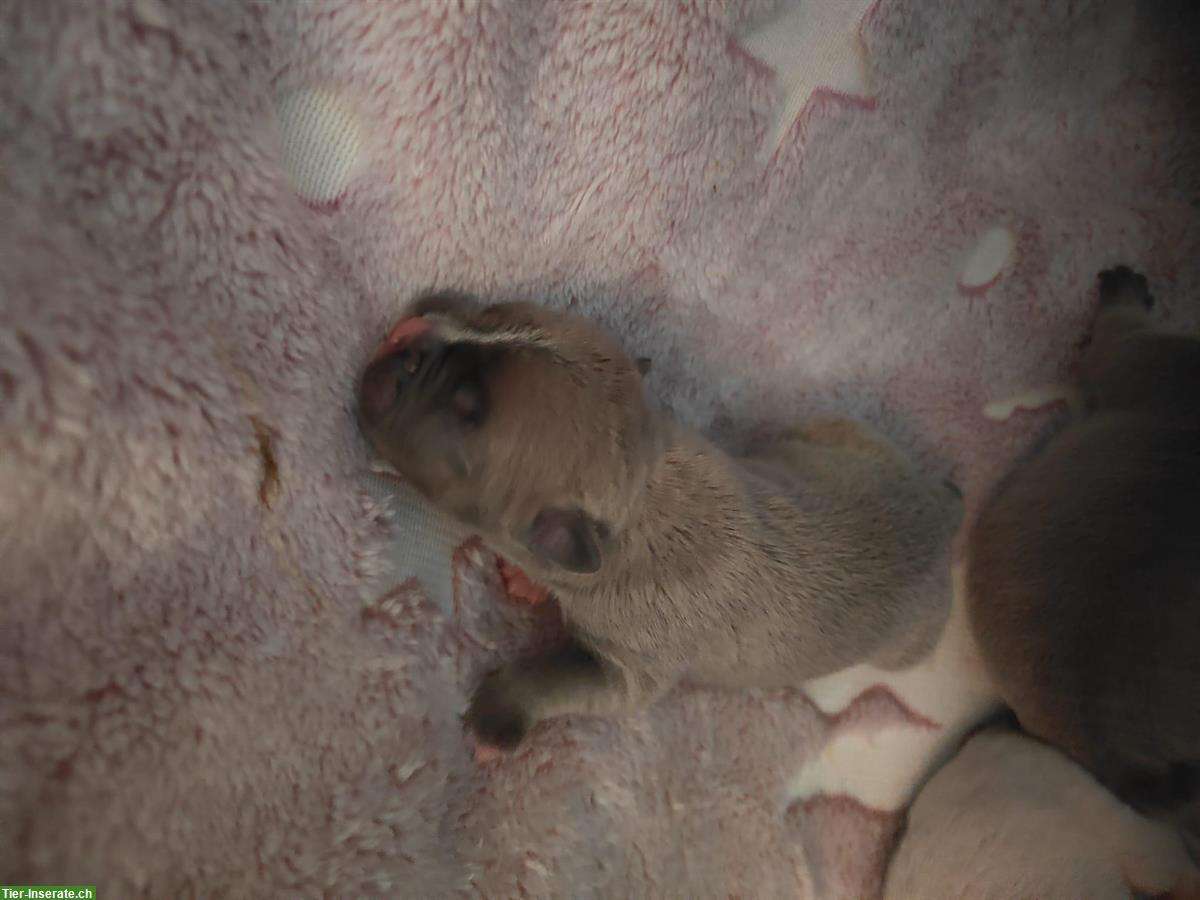 Bild 6: Französische Bulldoggen Welpen (Sportline), reinrassig