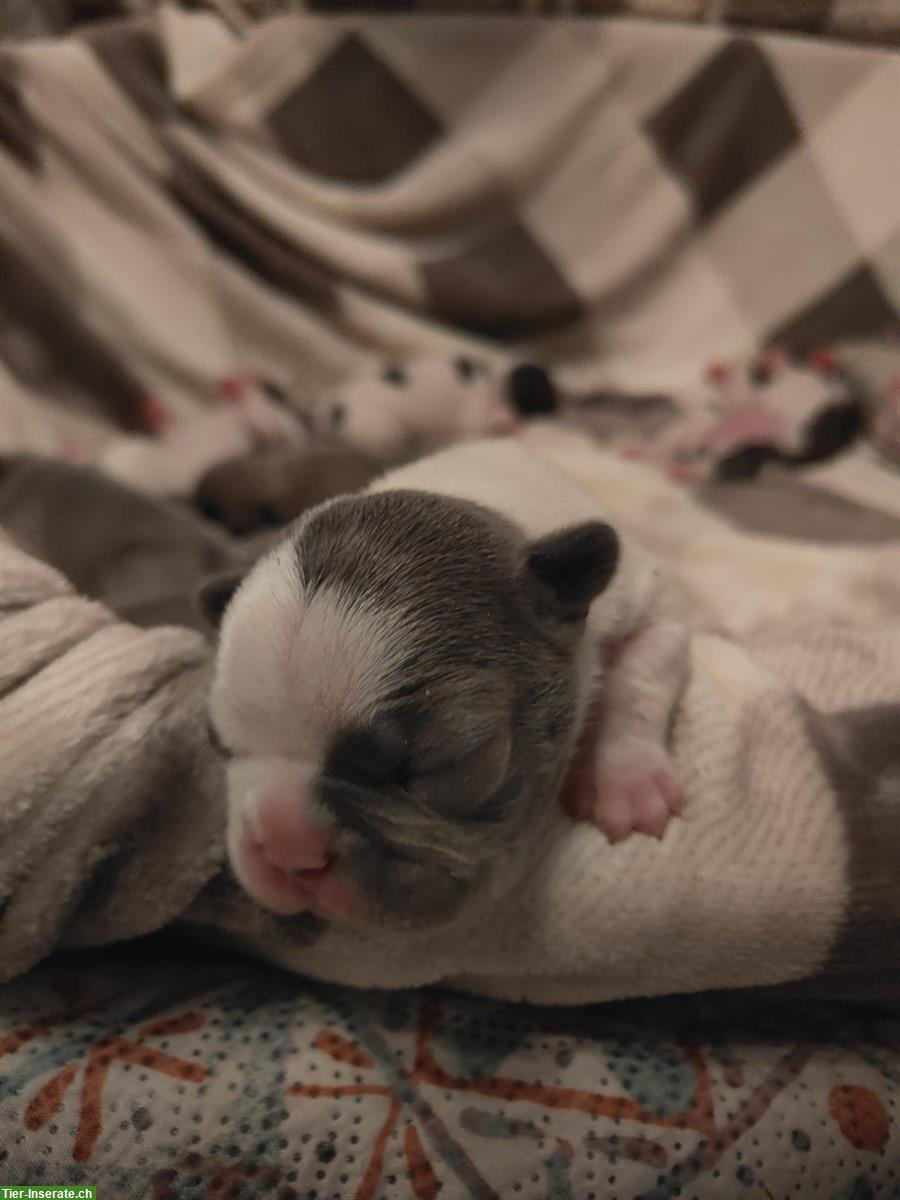 Bild 7: Französische Bulldoggen Welpen (Sportline), reinrassig