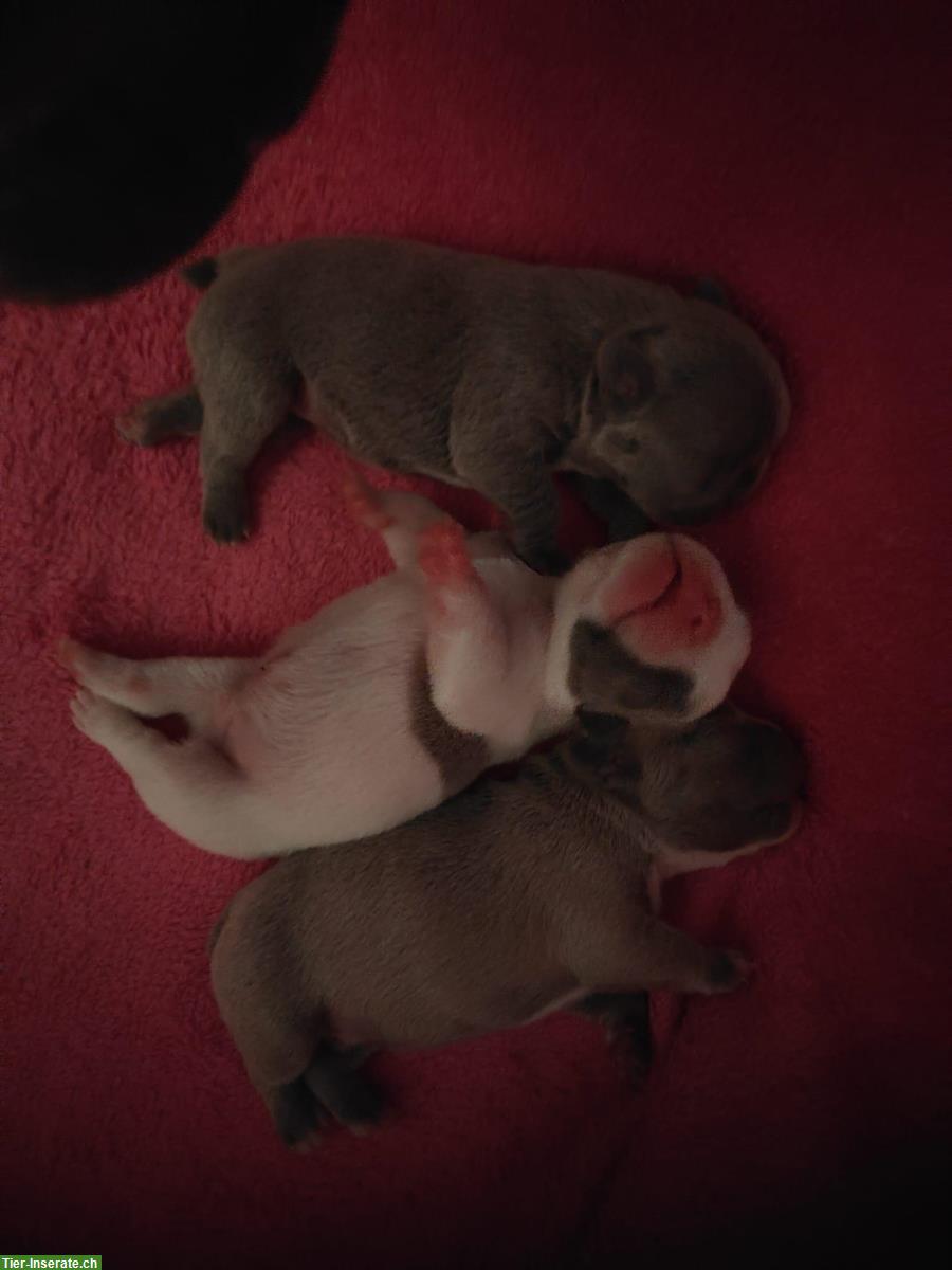 Bild 8: Französische Bulldoggen Welpen (Sportline), reinrassig