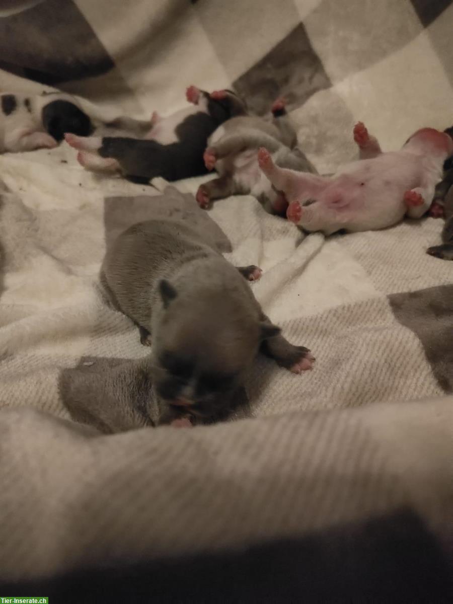 Bild 9: Französische Bulldoggen Welpen (Sportline), reinrassig