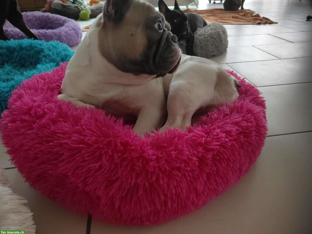 Deckrüden Französische Bulldogge (reinrassig), 2-jährig