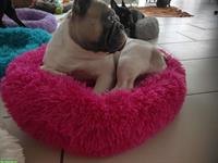 Deckrüden Französische Bulldogge (reinrassig), 2-jährig