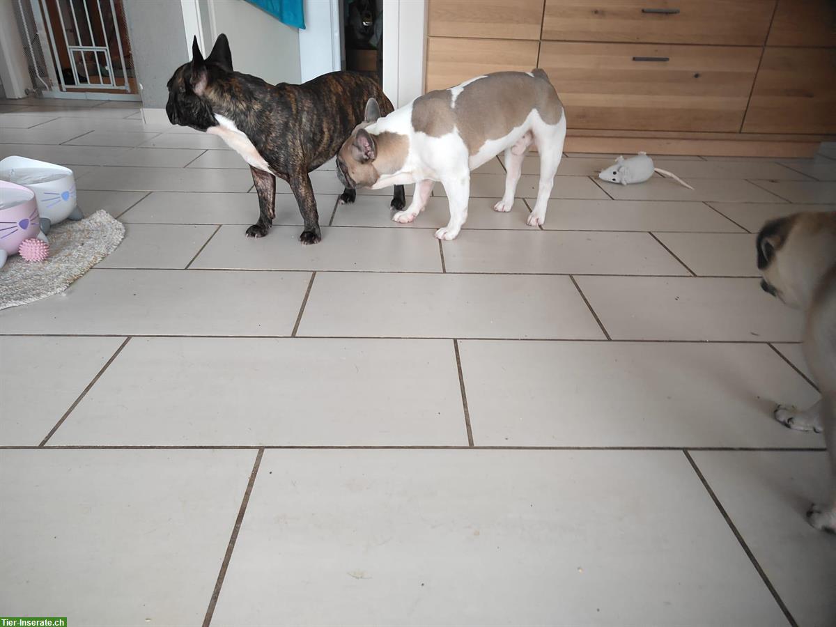 Bild 2: Deckrüden Französische Bulldogge (reinrassig), 2-jährig
