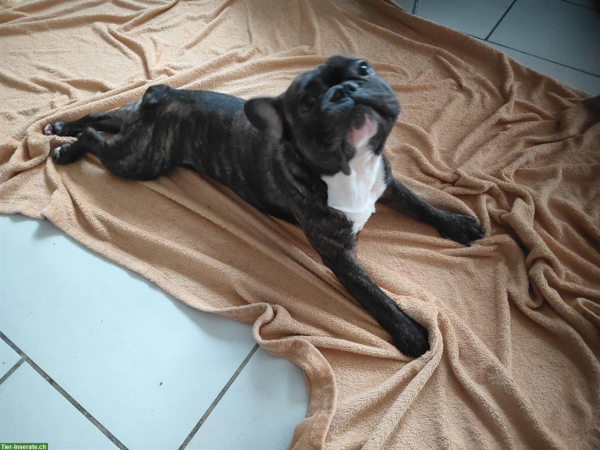 Bild 3: Deckrüden Französische Bulldogge (reinrassig), 2-jährig