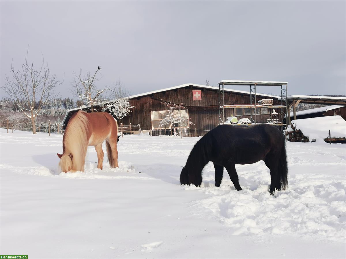 1-2 Offenstallplätze frei auf Bauernhof in Weisslingen ZH
