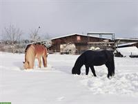 1-2 Offenstallplätze frei auf Bauernhof in Weisslingen ZH