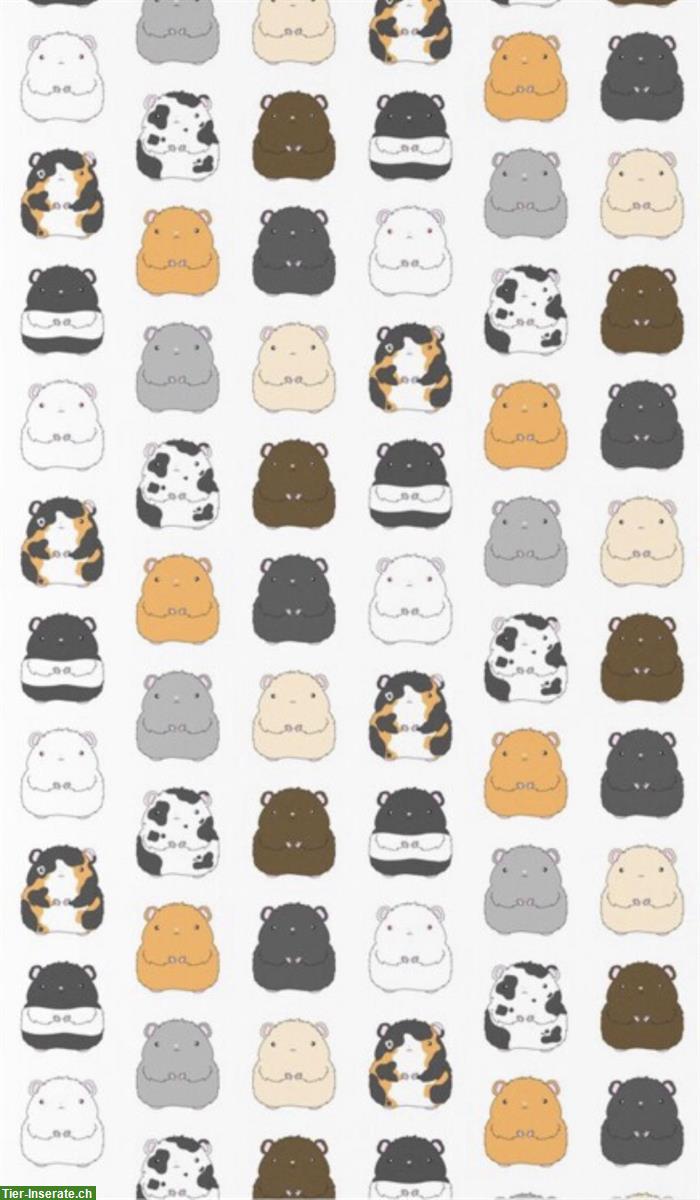 Freier Platz für Zwerghamster, Auffangstation Solothurn