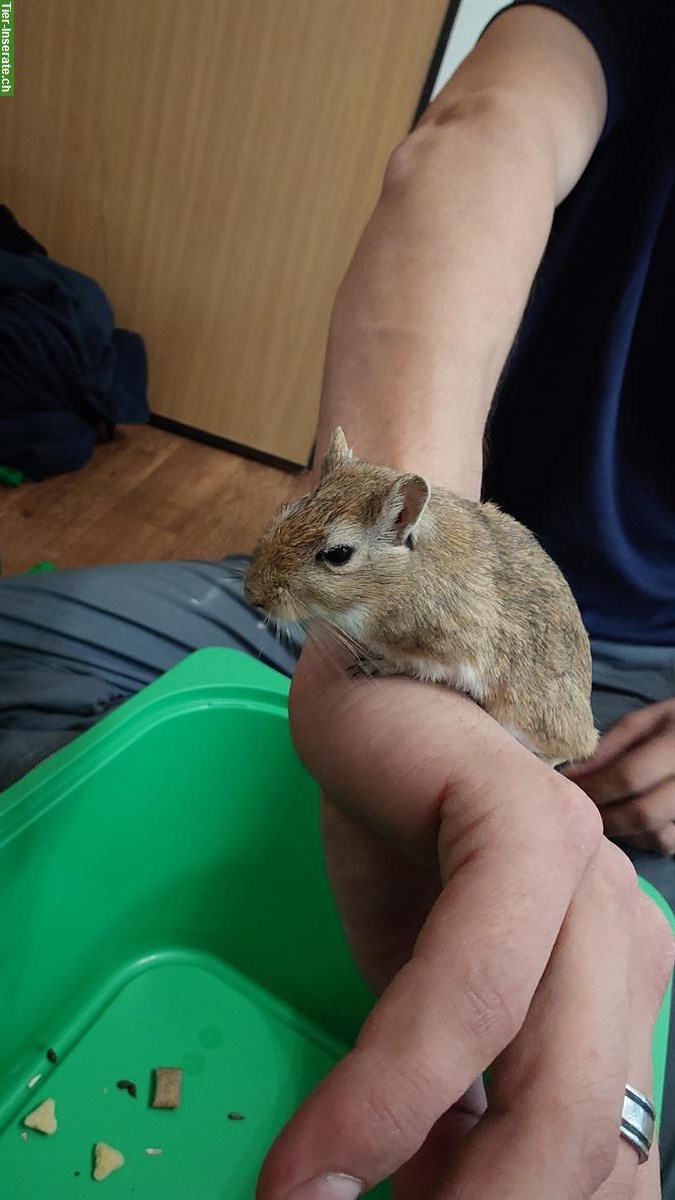 Männliche Rennmaus sucht neues Zuhause