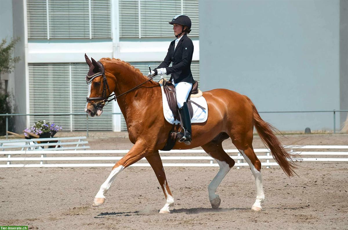 Bild 2: Tierfotografie mit Herz, Mensch & Tier im Fokus