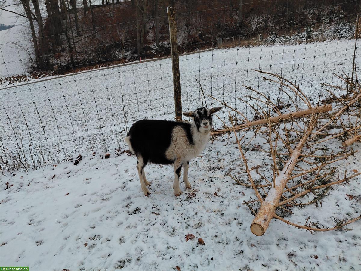 Bild 3: Weibliche Ziege zu verkaufen