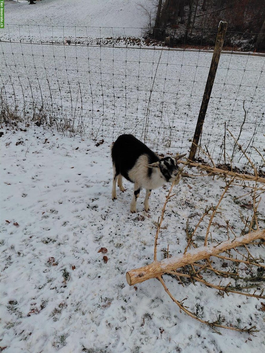 Bild 5: Weibliche Ziege zu verkaufen