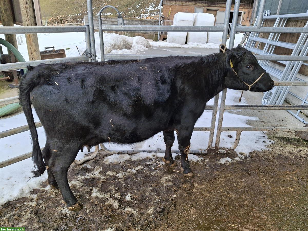 Dexter Kuh mit Kalb zu verkaufen