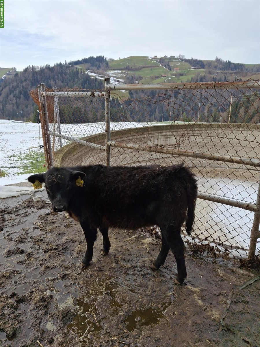 Bild 2: Dexter Kuh mit Kalb zu verkaufen
