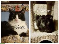 2 Tierschutz Kätzchen suchen ein Zuhause