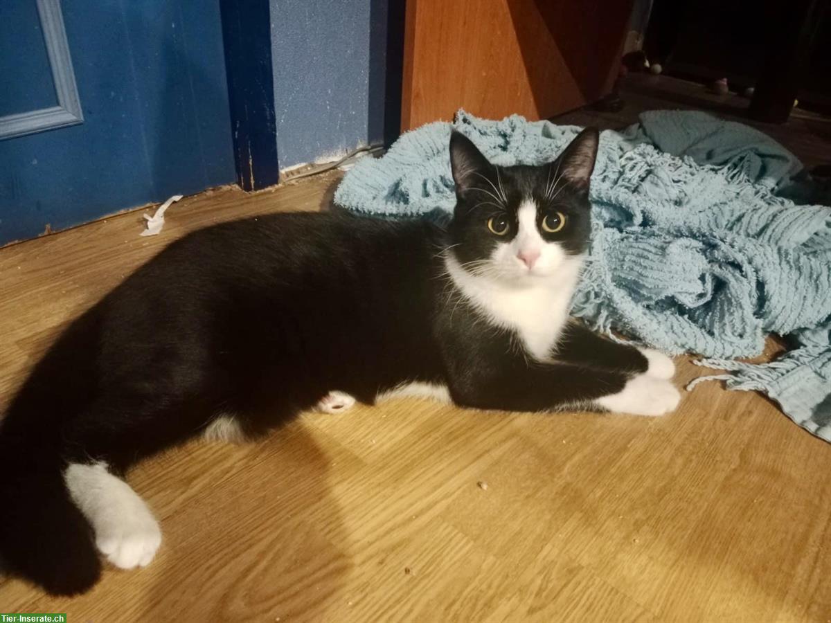 Bild 2: 2 Tierschutz Kätzchen suchen ein Zuhause