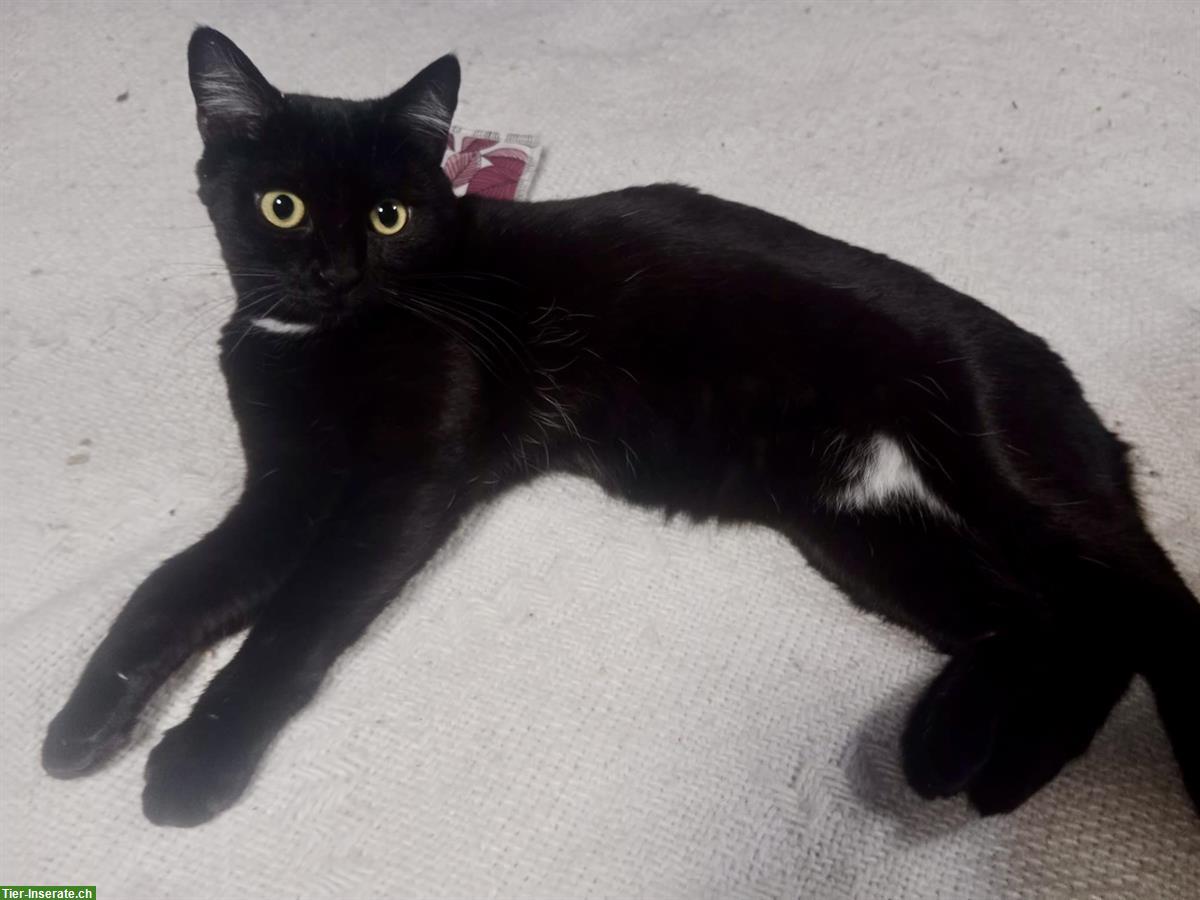 Bild 3: 2 Tierschutz Kätzchen suchen ein Zuhause