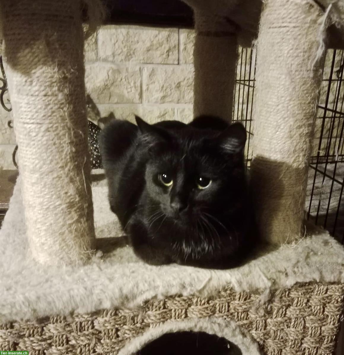 Bild 4: 2 Tierschutz Kätzchen suchen ein Zuhause