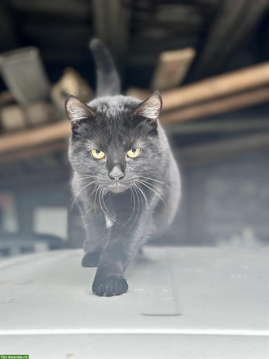 Bild 5: 2 Tierschutz Kätzchen suchen ein Zuhause
