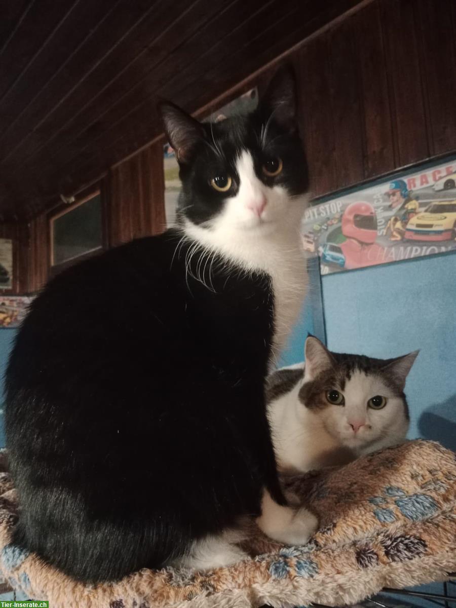 Bild 7: 2 Tierschutz Kätzchen suchen ein Zuhause