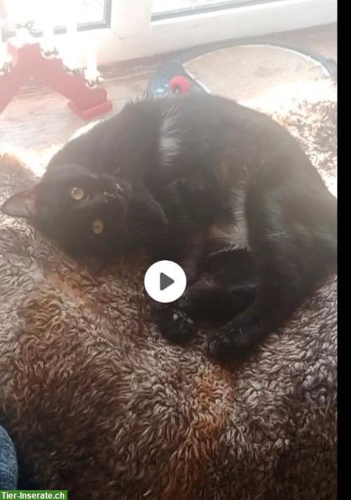 Bild 8: 2 Tierschutz Kätzchen suchen ein Zuhause