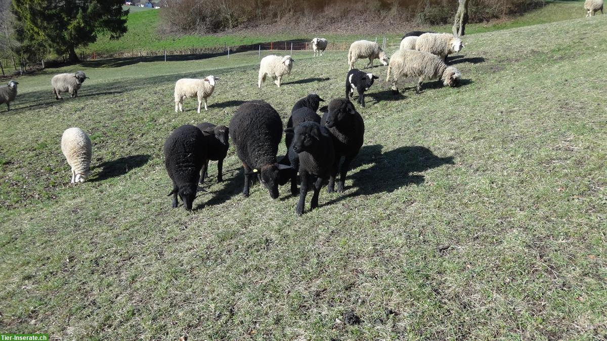 Trächtige Auen Hausschafe zu verkaufen