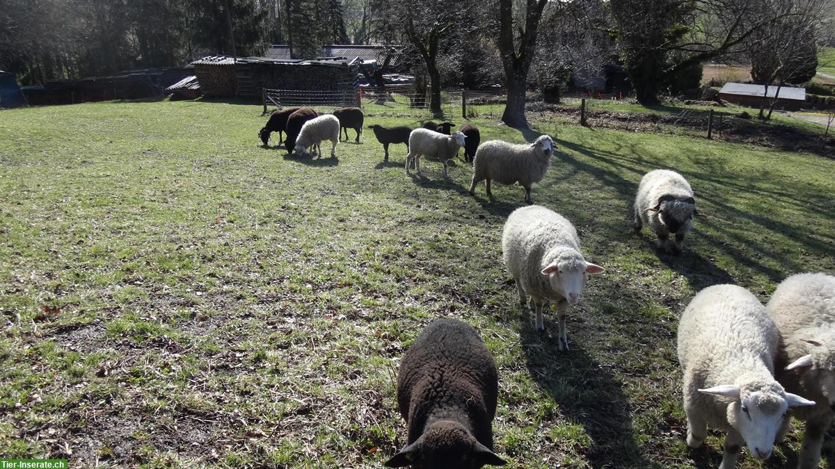 Bild 2: Trächtige Auen Hausschafe zu verkaufen