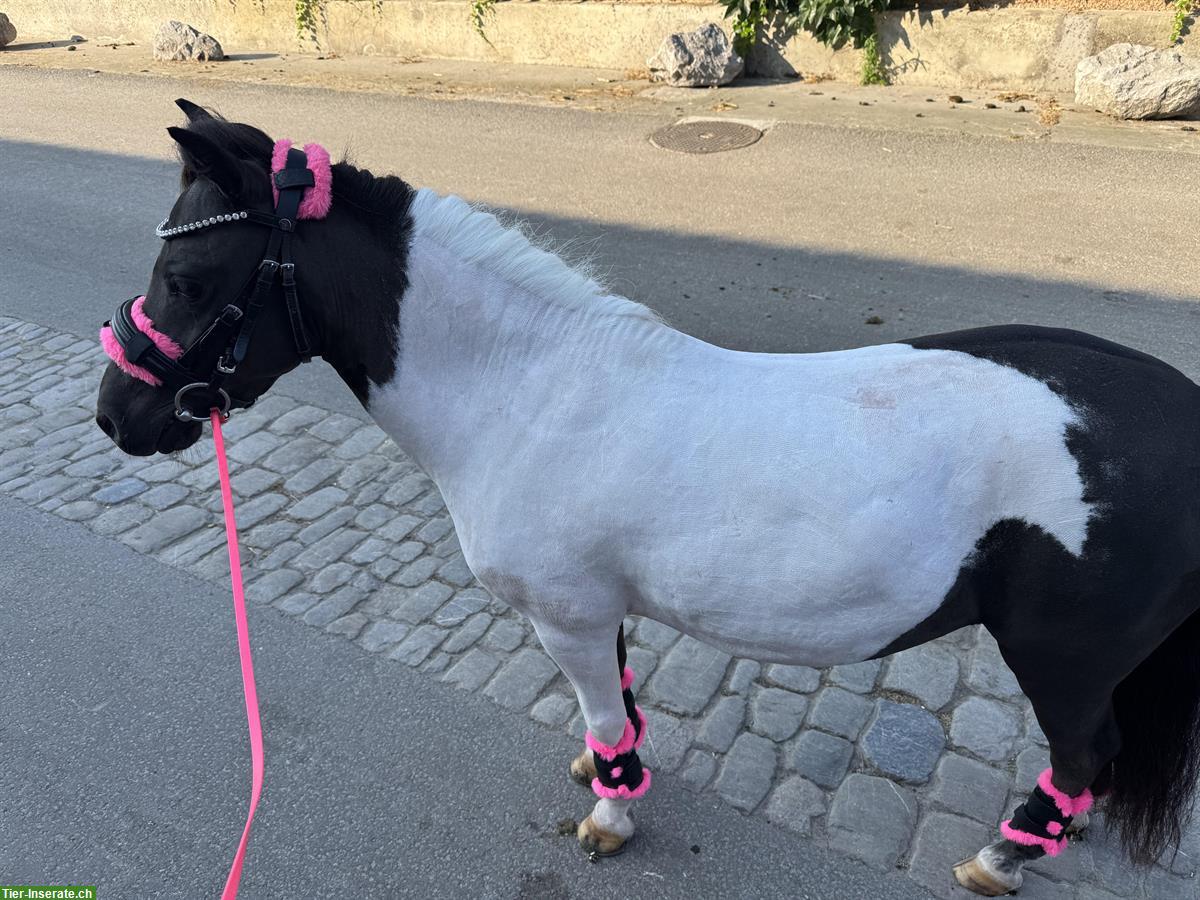 Shetty Stute, 8-jährig, kein Anfängerpony