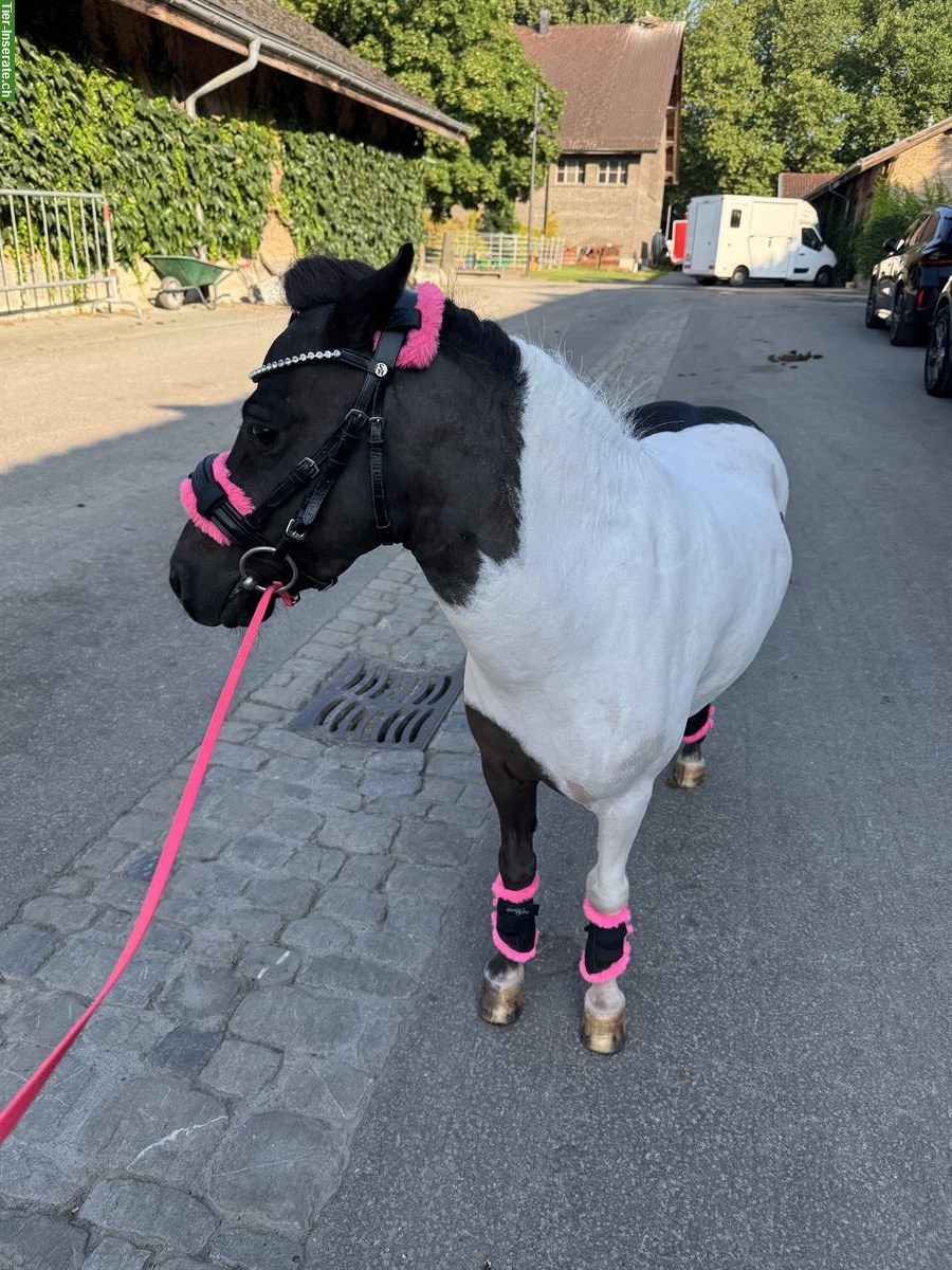 Bild 2: Shetty Stute, 8-jährig, kein Anfängerpony