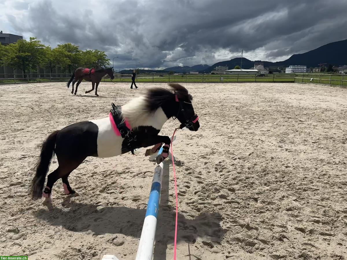Bild 3: Shetty Stute, 8-jährig, kein Anfängerpony