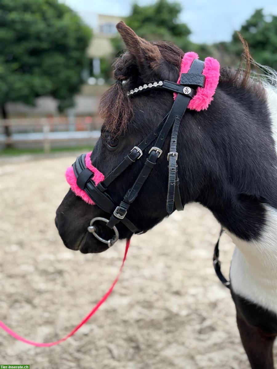 Bild 4: Shetty Stute, 8-jährig, kein Anfängerpony