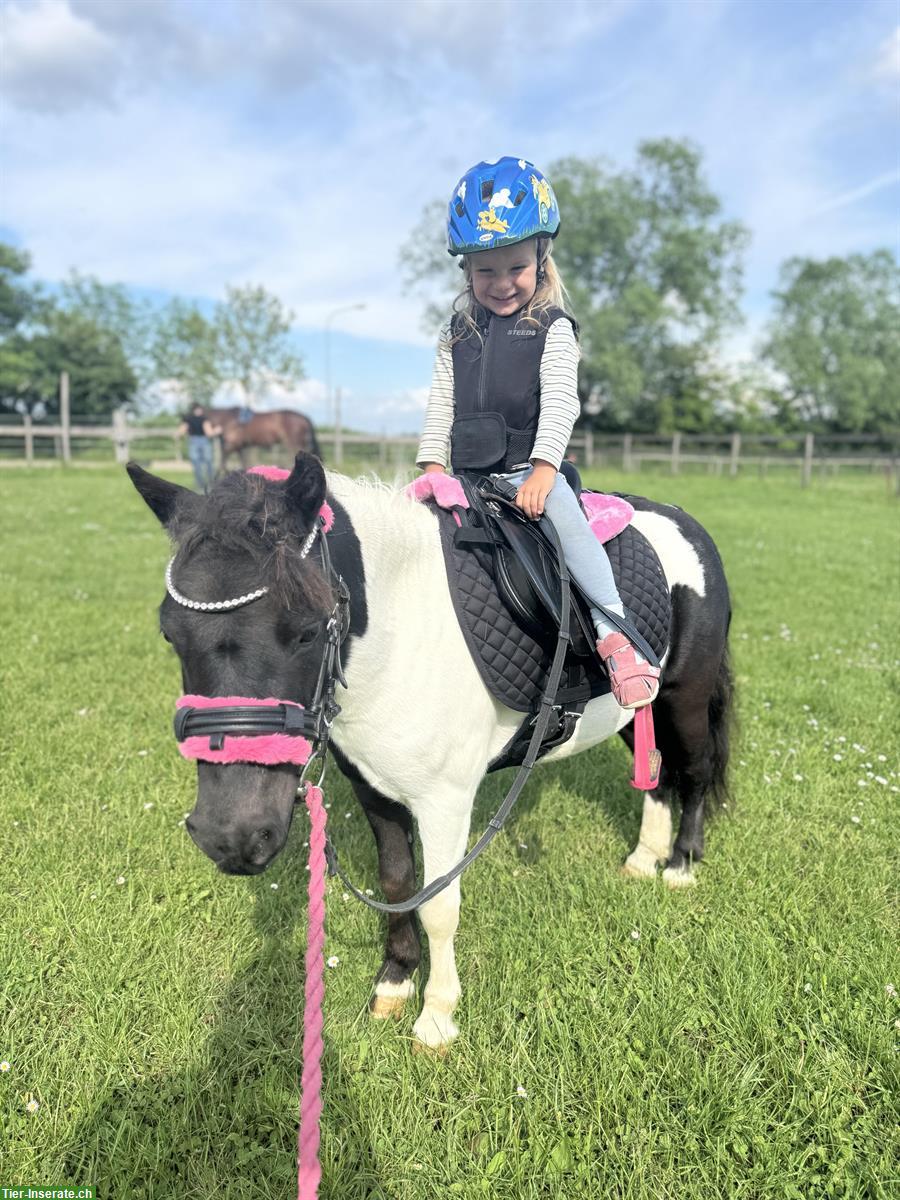 Bild 5: Shetty Stute, 8-jährig, kein Anfängerpony