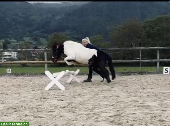 Bild 6: Shetty Stute, 8-jährig, kein Anfängerpony