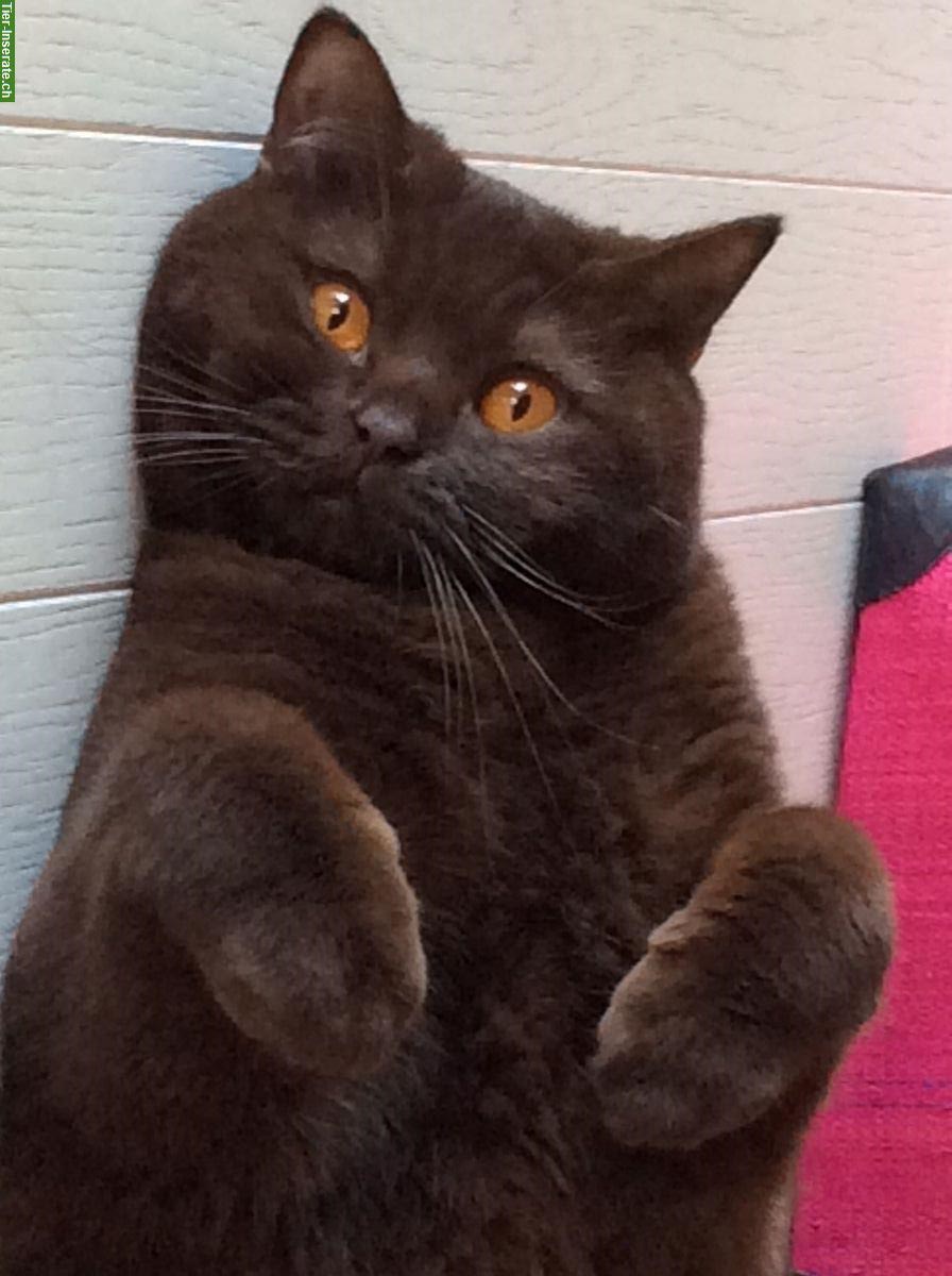 Junger BKH Deckkater in dunkelbraun