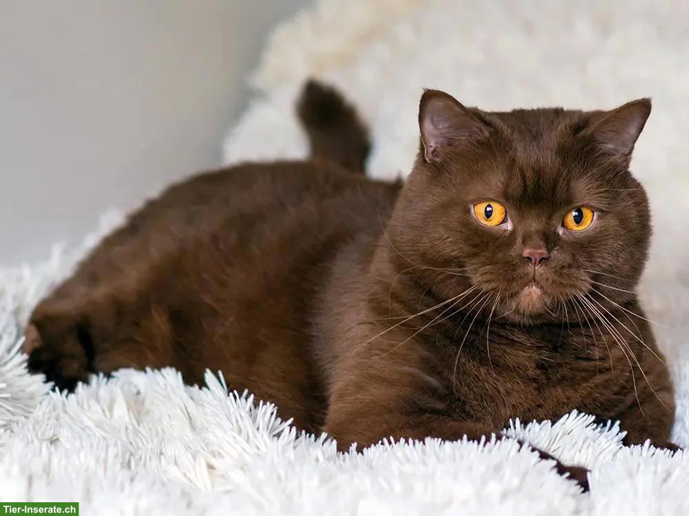 Bild 2: Junger BKH Deckkater in dunkelbraun