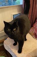 Schwarzer Kater Butzi sucht liebevolles Zuhause mit Freigang