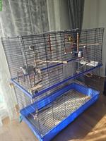 4 Wellensittiche inkl. Käfig und Zubehör