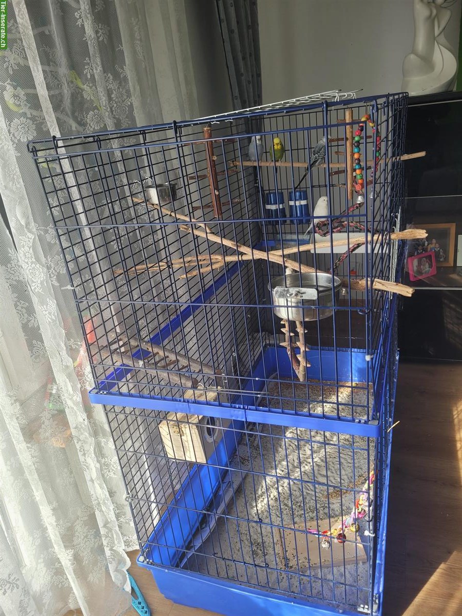 Bild 2: 4 Wellensittiche inkl. Käfig und Zubehör