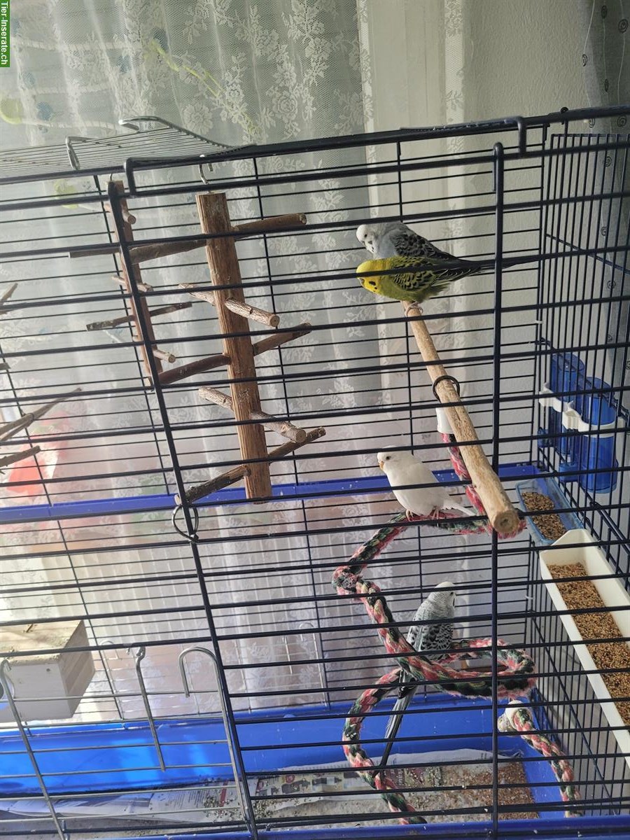 Bild 3: 4 Wellensittiche inkl. Käfig und Zubehör