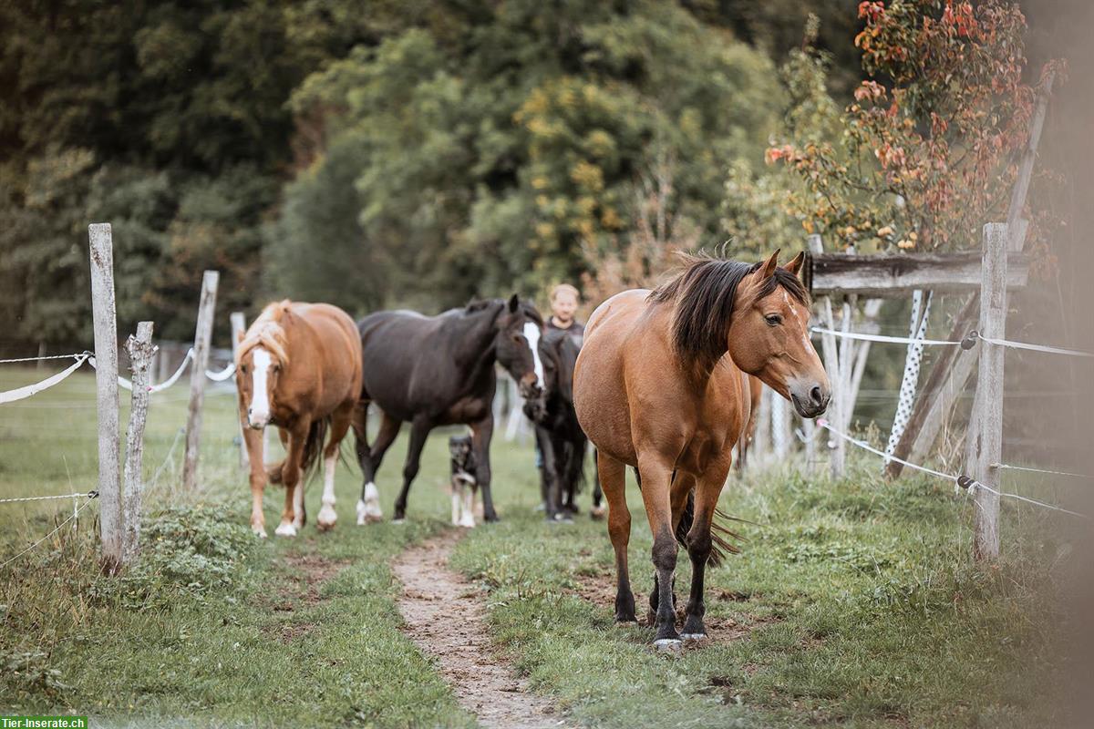 Pferde-Pensionsplatz in Offenstall auf Biohof Winterthur
