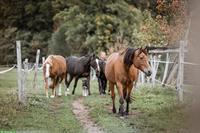 Pferde-Pensionsplatz in Offenstall auf Biohof Winterthur