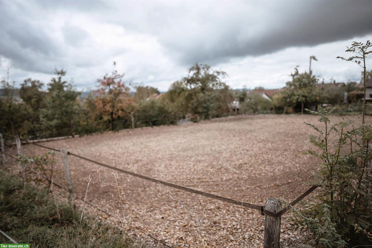 Bild 2: Pferde-Pensionsplatz in Offenstall auf Biohof Winterthur