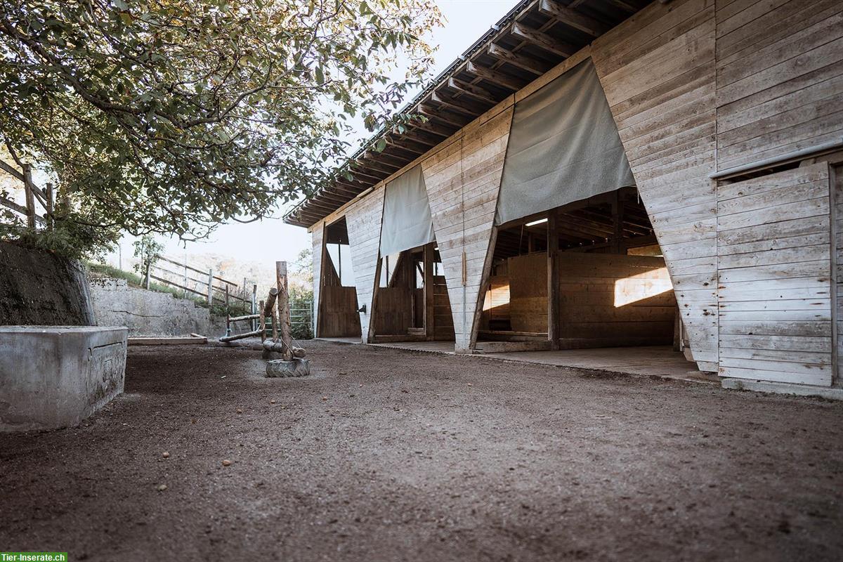 Bild 3: Pferde-Pensionsplatz in Offenstall auf Biohof Winterthur